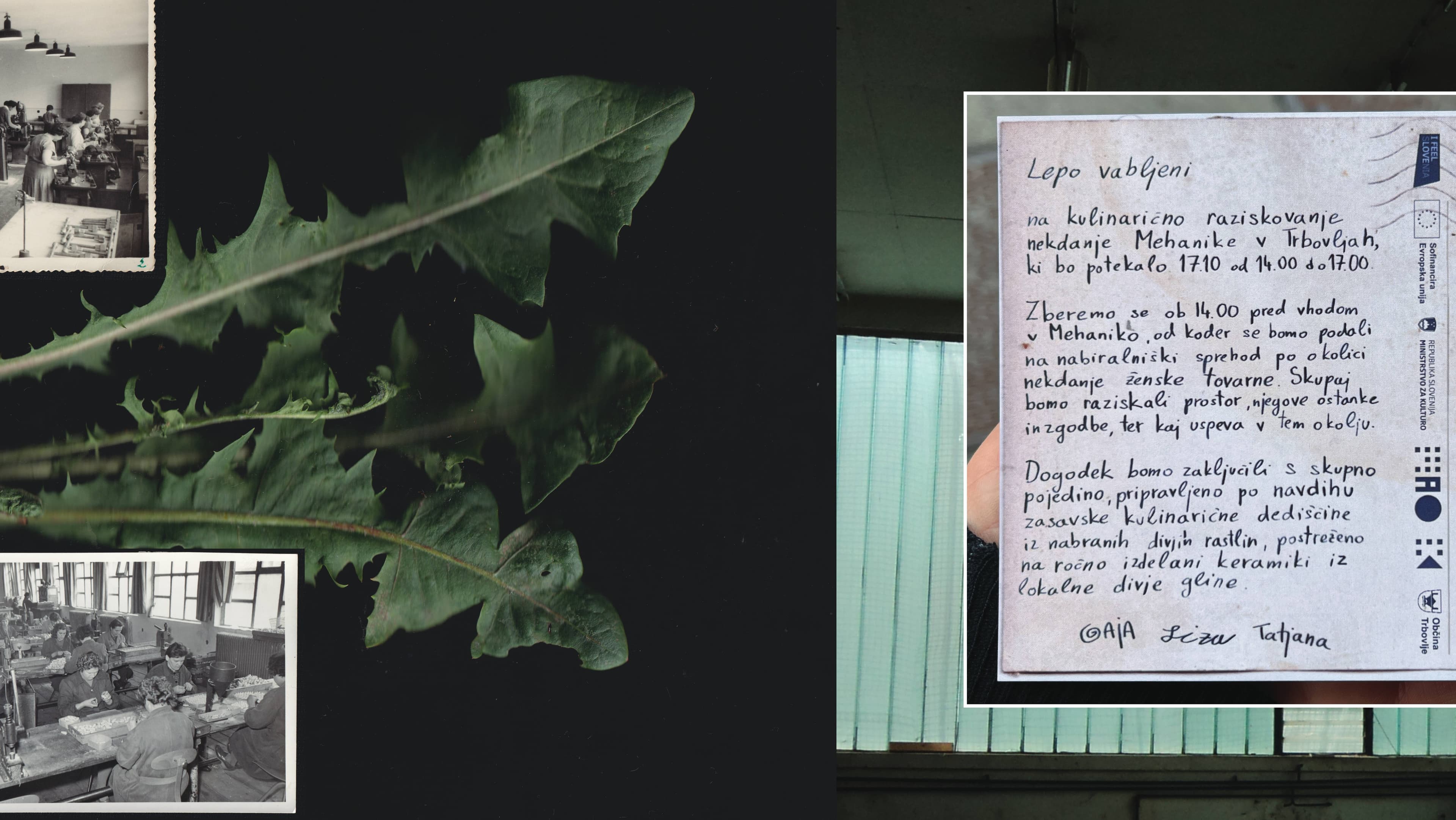A Foraging and Culinary Exploration of Mehanika